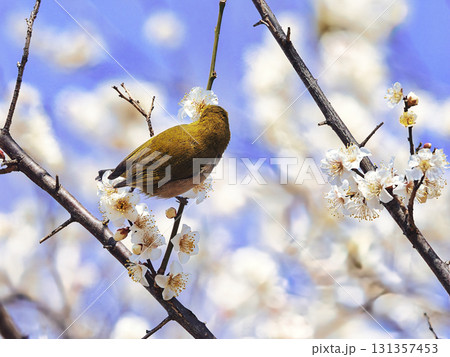 梅の花の蜜を吸うメジロ 131357453