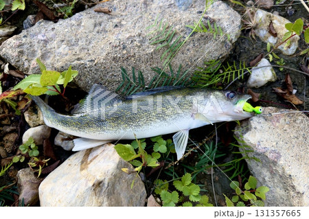 Freshly caught walleye fish on shore Freshly caught walleye fish on shore 131357665