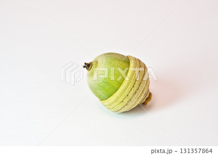 シラカシの実（どんぐり）（秋、九月） 131357864