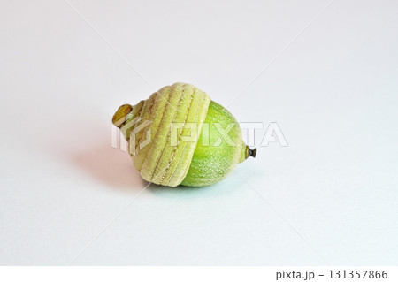 シラカシの実（どんぐり）（秋、九月） 131357866