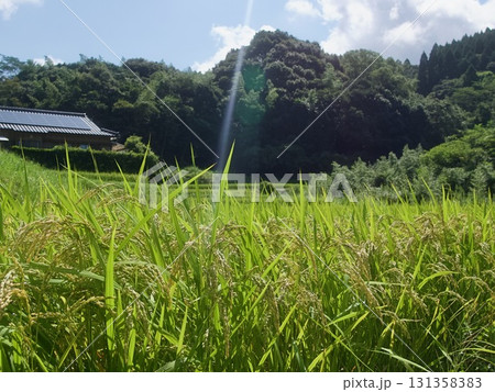 収穫前の稲穂 131358383