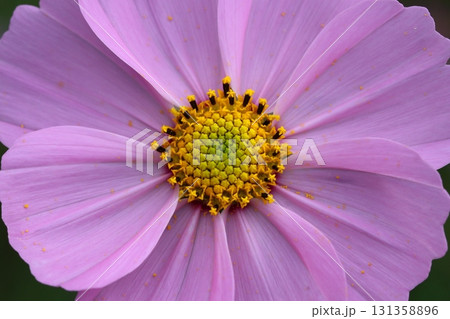 コスモスの花のクローズアップ コスモスの花のクローズアップ 131358896