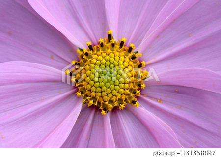 コスモスの花のクローズアップ 131358897