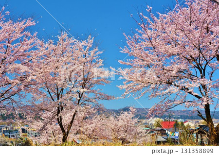 満開に咲く新潟県小千谷市山寺の桜 131358899