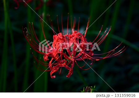 彼岸花の花畑 131359016