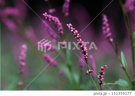 ピンクのイヌタデの花 131359177