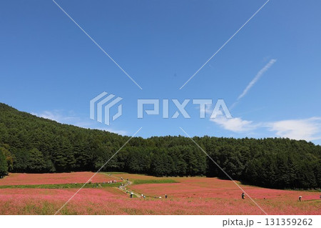 嶺岳寺の彼岸花 嶺岳寺の彼岸花 131359262