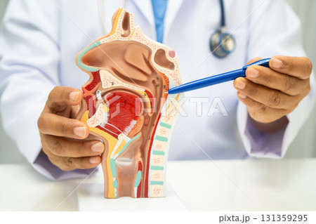 Asian doctor with nasal oral throat cavity neck human anatomy model for study diagnosis and treatment in hospital. 131359295