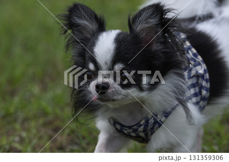 チワワ 131359306
