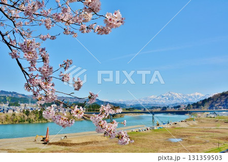 信濃川川岸に咲く桜・残雪の越後三山 131359503