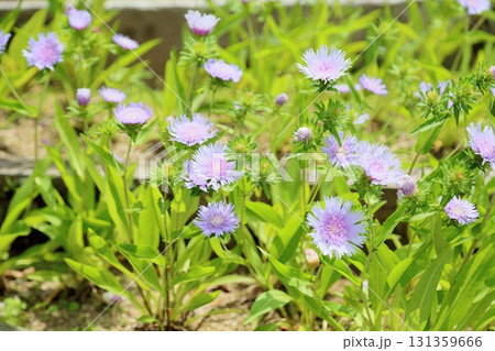 爽やか ストケシアの花 爽やか ストケシアの花 131359666