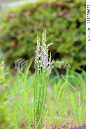 可愛い　ネジバナの花 131359671