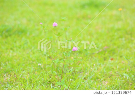 可愛い　アカツメクサの花 131359674