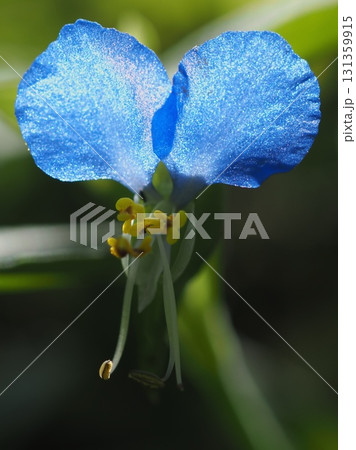 ツユクサの花びらの輝き(20250921084819) ツユクサの花びらの輝き(20250921084819) 131359915