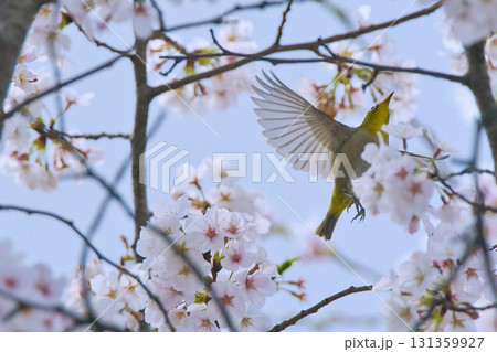 桜の蜜を吸うメジロ 桜の蜜を吸うメジロ 131359927