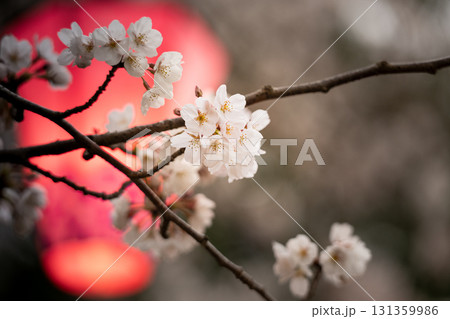 桜と行燈 桜と行燈 131359986