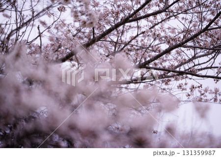 桜吹雪 桜吹雪 131359987