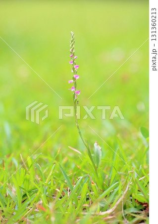 可愛い ネジバナの花 可愛い ネジバナの花 131360213