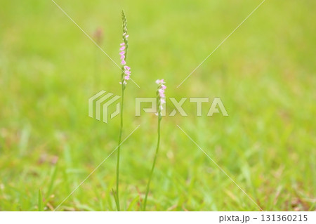 可愛い ネジバナの花 可愛い ネジバナの花 131360215