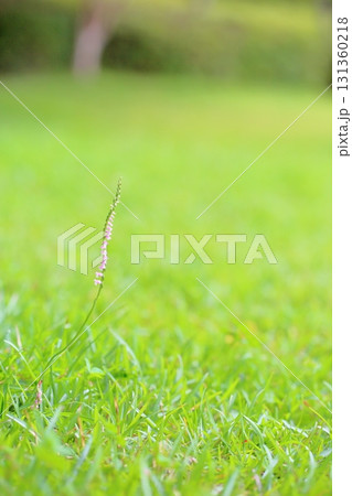 可愛い　ネジバナの花 131360218