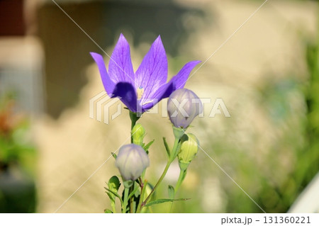 秋の七草 キキョウの花 秋の七草 キキョウの花 131360221