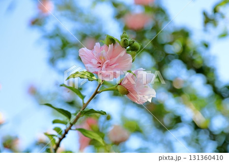 可愛い　八重咲　ムクゲの花 131360410