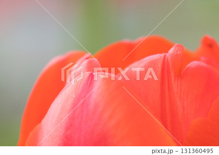 赤いチューリップの花びら 赤いチューリップの花びら 131360495