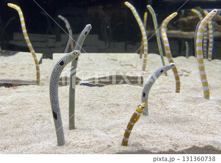 チンアナゴ 131360738