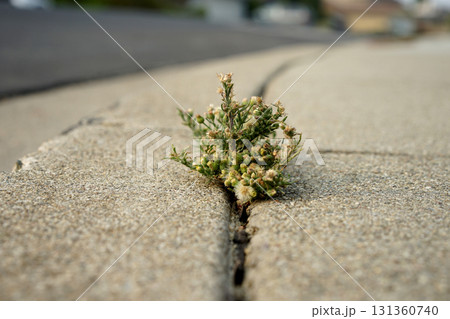 コンクリートと雑草 コンクリートと雑草 131360740
