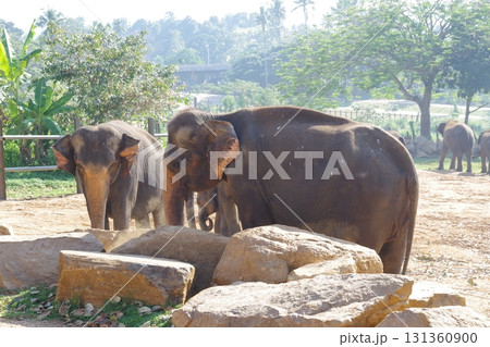 スリランカ　ピンナワラのゾウの孤児園 131360900