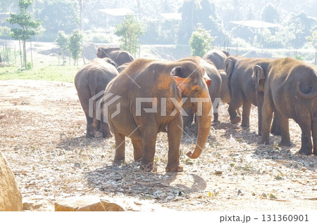 スリランカ　ピンナワラのゾウの孤児園 131360901