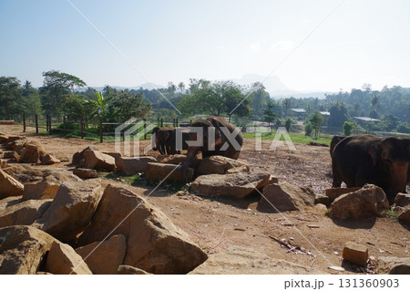 スリランカ　ピンナワラのゾウの孤児園 131360903