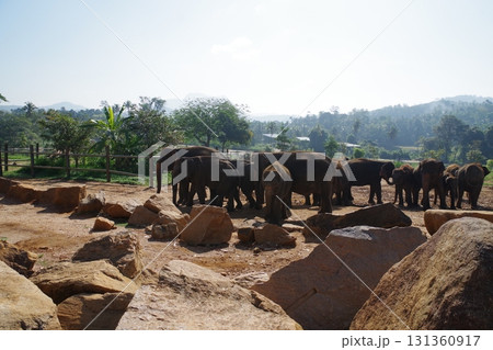 スリランカ　ピンナワラのゾウの孤児園 131360917