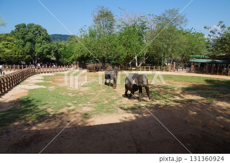 スリランカ　ピンナワラのゾウの孤児園 131360924