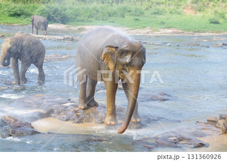 スリランカ　ピンナワラのゾウの孤児園 131360926