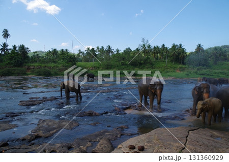 スリランカ　ピンナワラのゾウの孤児園 131360929