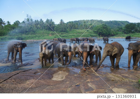 スリランカ　ピンナワラのゾウの孤児園 131360931