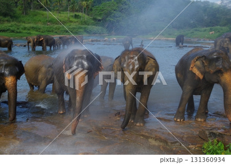スリランカ　ピンナワラのゾウの孤児園 131360934