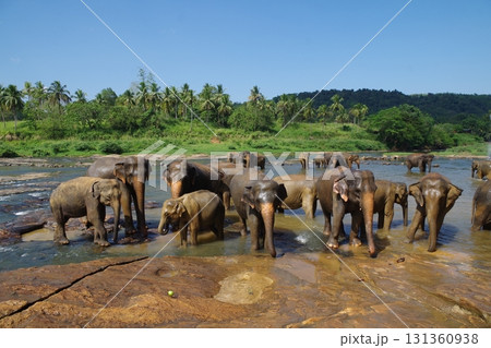 スリランカ　ピンナワラのゾウの孤児園 131360938