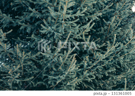 A close-up view of a lush green Christmas tree with dense branches. The tree is adorned with snow, creating a festive winter atmosphere. 131361005
