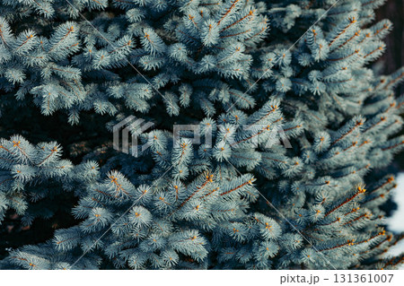 spruce tree branches with green needles in winter season, natural coniferous evergreen background in forest environment, Christmas, ecology and seasonal holiday decoration 131361007