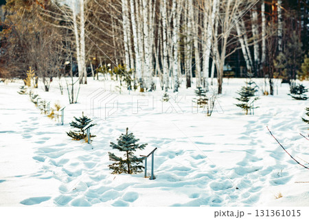 Snow-covered landscape with small fir trees and birch trees in the background. The scene evokes a peaceful winter atmosphere, ideal for Christmas and mindfulness. 131361015