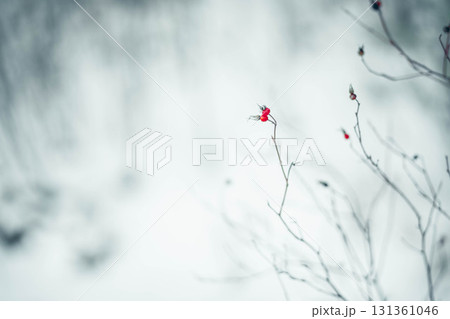 single red berry on a thin dry branch in snowy winter landscape with soft blurred white background, loneliness resilience and purity concept of nature conservation wellness and seasonal advertising single red berry on a thin dry branch in snowy winter landscape with soft blurred white background, loneliness resilience and purity concept of nature conservation wellness and seasonal advertising 131361046