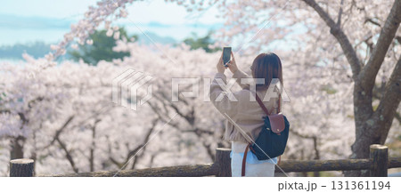 Woman tourist sightseeing Sakura Cherry Blossom in Spring. Happy traveler travel and taking photo at Saigyo Modoshi no Matsu over Matsushima Bay near Sendai, Miyagi, Japan. Famous Landmark Vacation 131361194