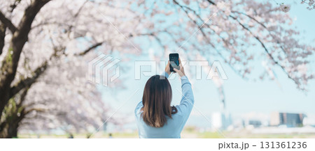 Woman tourist taking photo in Kitakami Tenshochi Park with Sakura Cherry Blossom in Spring, happy traveler travel in Kitakami, Iwate prefecture, Japan. famous Landmark Travel and Vacation destination 131361236