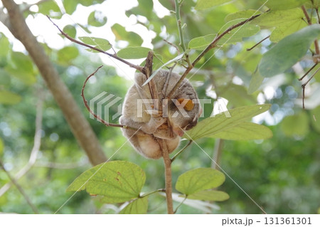 スリランカ　ピンナワラ動物園 131361301