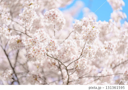 beautiful Spring day, Cherry blossom against blue sky in park, Somei Yoshino Sakura blooming in sunshine day. Japan Travel background, template and wallpaper for spring season and Hanami picnic 131361595