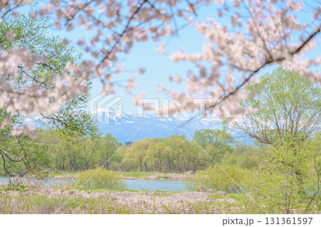 Iwate mountain with Sakura Cherry Blossom in Spring, Kitakami festival Kitakami Tenshochi Park. Snow Iwatesan in Iwate prefecture, Japan. Famous Landmark for Travel and Vacation destination 131361597