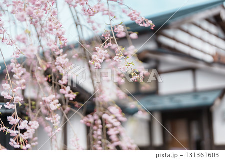 Beautiful Shidarezakura weeping Sakura Cherry Blossom in Kakunodate Samurai village or Little Kyoto in Kakunodate town, Semboku District, Akita Prefecture, Japan. Landmark and Vacation 131361603