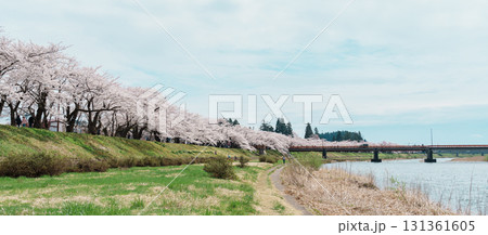 Beautiful Sakura Cherry Blossom in Hinokinai River riverbank in Kakunodate town, Semboku District, Akita Prefecture, Japan. Landmark and Vacation in spring season 131361605